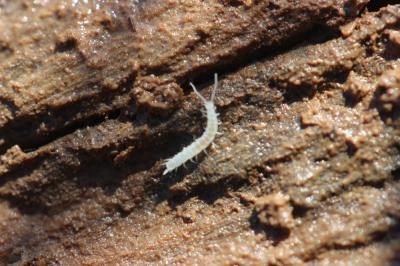  Scutigerella 