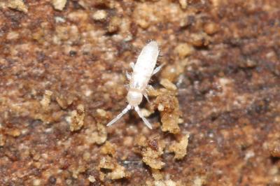  Pseudosinella Schäffer, 1897