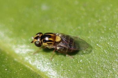  Thaumatomyia notata (Meigen, 1830)