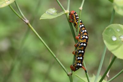 Sphinx de l'Euphorbe (Le) Hyles euphorbiae (Linnaeus, 1758)