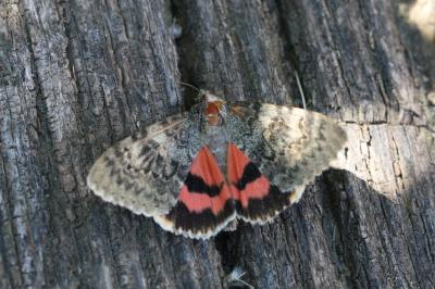 Mariée (La) Catocala nupta (Linnaeus, 1767)