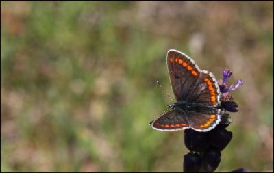 Collier-de-corail (Le), Argus brun (L') Aricia agestis (Denis & Schiffermüller, 1775)