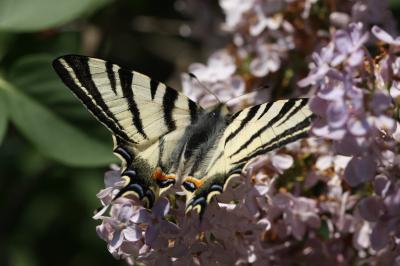 Flambé (Le) Iphiclides podalirius (Linnaeus, 1758)