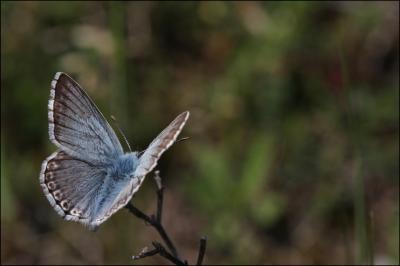 Bleu-nacré d'Espagne (Le) Lysandra hispana (Herrich-Schäffer, 1852)
