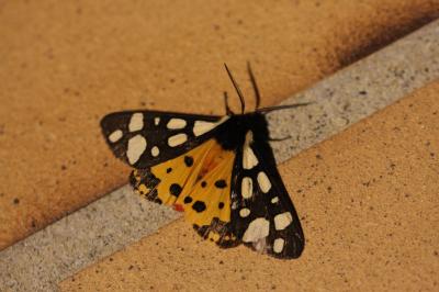 Ecaille fermière (L'), Ecaille villageoise (L') Arctia villica (Linnaeus, 1758)