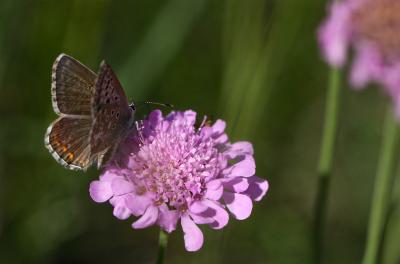 Bleu-nacré d'Espagne (Le) Lysandra hispana (Herrich-Schäffer, 1852)