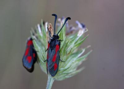 Zygène du Panicaut (La) Zygaena sarpedon (Hübner, 1790)