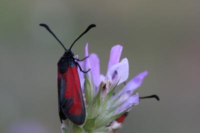 Zygène des garrigues (La), Zygène rubiconde (La),  Zygaena erythrus (Hübner, 1806)