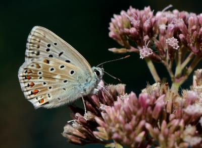Bleu-nacré d'Espagne (Le) Lysandra hispana (Herrich-Schäffer, 1852)