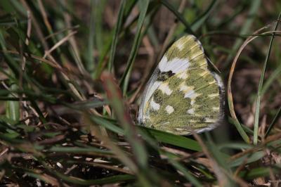 Marbré-de-vert (Le), Piéride du Réséda (La), Marbr Pontia daplidice (Linnaeus, 1758)