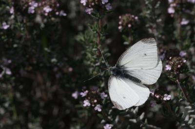 Piéride de la Rave (La), Petit Blanc du Chou (Le), Pieris rapae (Linnaeus, 1758)