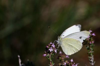 Piéride du Chou (La), Grande Piéride du Chou (La), Pieris brassicae (Linnaeus, 1758)