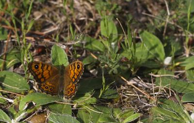 Mégère (La), Satyre (Le) Lasiommata megera (Linnaeus, 1767)
