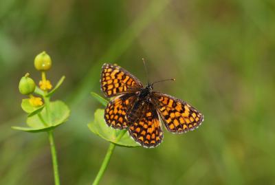 Mélitée du Mélampyre (La), Damier Athalie (Le) Melitaea athalia (Rottemburg, 1775)