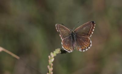 Bleu-nacré d'Espagne (Le) Lysandra hispana (Herrich-Schäffer, 1852)