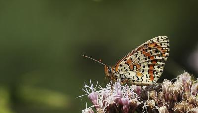 Mélitée orangée (La), Damier orangé (Le), Diane (L Melitaea didyma (Esper, 1778)