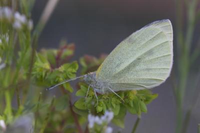 Piéride de la Rave (La), Petit Blanc du Chou (Le), Pieris rapae (Linnaeus, 1758)