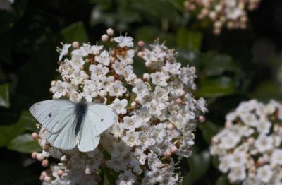 Piéride de la Rave (La), Petit Blanc du Chou (Le), Pieris rapae (Linnaeus, 1758)