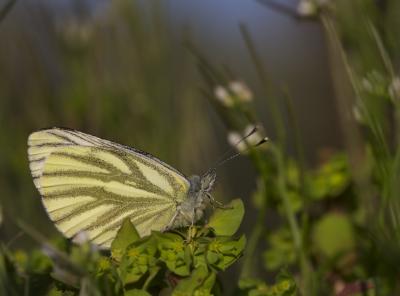 Piéride du Navet (La), Papillon blanc veiné de ver Pieris napi (Linnaeus, 1758)
