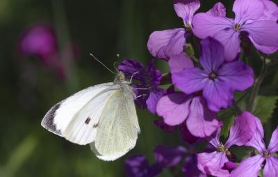Piéride du Chou (La), Grande Piéride du Chou (La), Pieris brassicae (Linnaeus, 1758)