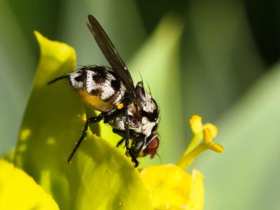  Anthomyia Meigen, 1803