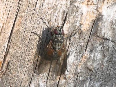  Phaonia subventa (Harris, 1780)
