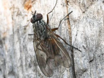  Phaonia subventa (Harris, 1780)