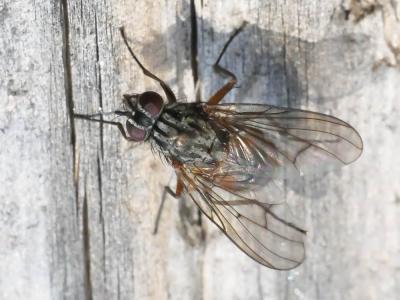  Phaonia subventa (Harris, 1780)