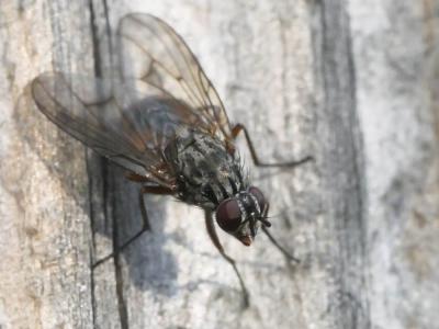  Phaonia subventa (Harris, 1780)