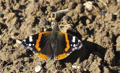 Vulcain (Le), Amiral (L'), Vanesse Vulcain (La), C Vanessa atalanta (Linnaeus, 1758)