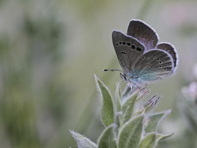 Azuré des Cytises (L') Glaucopsyche alexis (Poda, 1761)