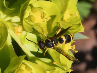 Guêpe maçonne Ancistrocerus parietinus (Linnaeus, 1760)