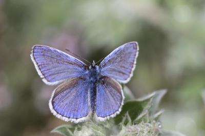 Azuré commun Polyommatus icarus (Rottemburg, 1775)