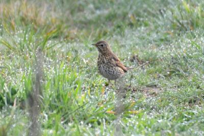 Grive musicienne Turdus philomelos C. L. Brehm, 1831