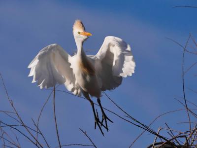 Héron garde-boeufs Bubulcus ibis (Linnaeus, 1758)