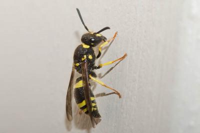 Ancistrocerus Wesmael, 1836