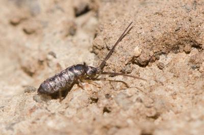  Tomocerus minor (Lubbock, 1862)