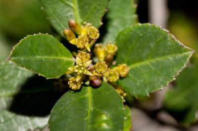 Nerprun Alaterne, Alaterne Rhamnus alaternus L., 1753