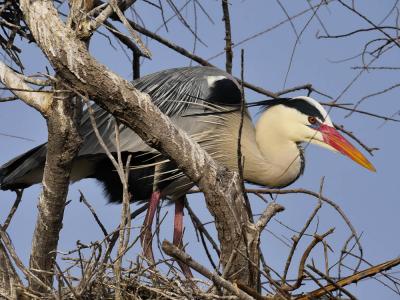 Héron cendré Ardea cinerea Linnaeus, 1758
