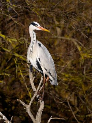 Héron cendré Ardea cinerea Linnaeus, 1758