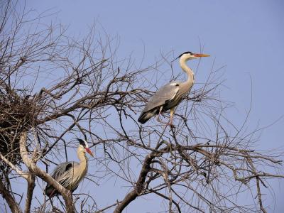 Héron cendré Ardea cinerea Linnaeus, 1758
