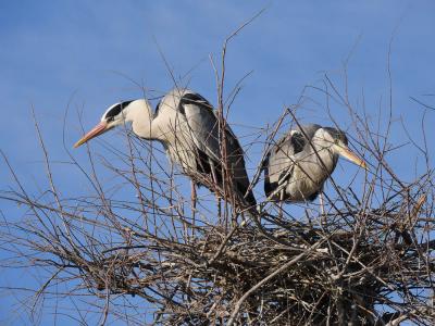 Héron cendré Ardea cinerea Linnaeus, 1758