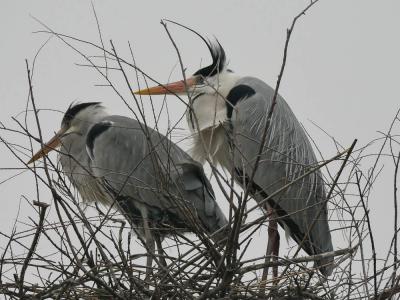 Héron cendré Ardea cinerea Linnaeus, 1758