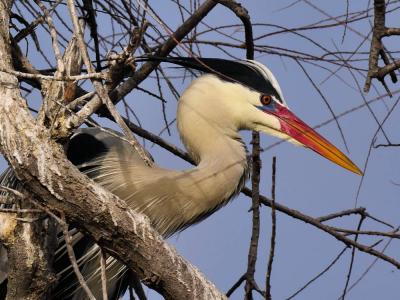 Héron cendré Ardea cinerea Linnaeus, 1758
