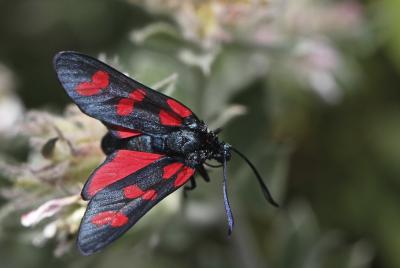 Zygène du Pied-de-Poule (La), Zygène des Lotiers ( Zygaena filipendulae (Linnaeus, 1758)