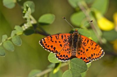 Mélitée orangée (La), Damier orangé (Le), Diane (L Melitaea didyma (Esper, 1778)