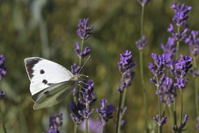 Piéride du Chou (La), Grande Piéride du Chou (La), Pieris brassicae (Linnaeus, 1758)