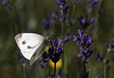 Piéride de l'Ibéride (La), Piéride jumelle (La) Pieris mannii (Mayer, 1851)