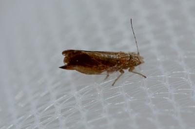  Psyllidae Latreille, 1807
