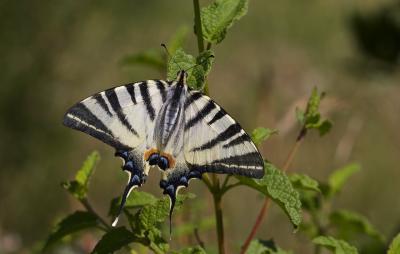 Flambé (Le) Iphiclides podalirius (Linnaeus, 1758)